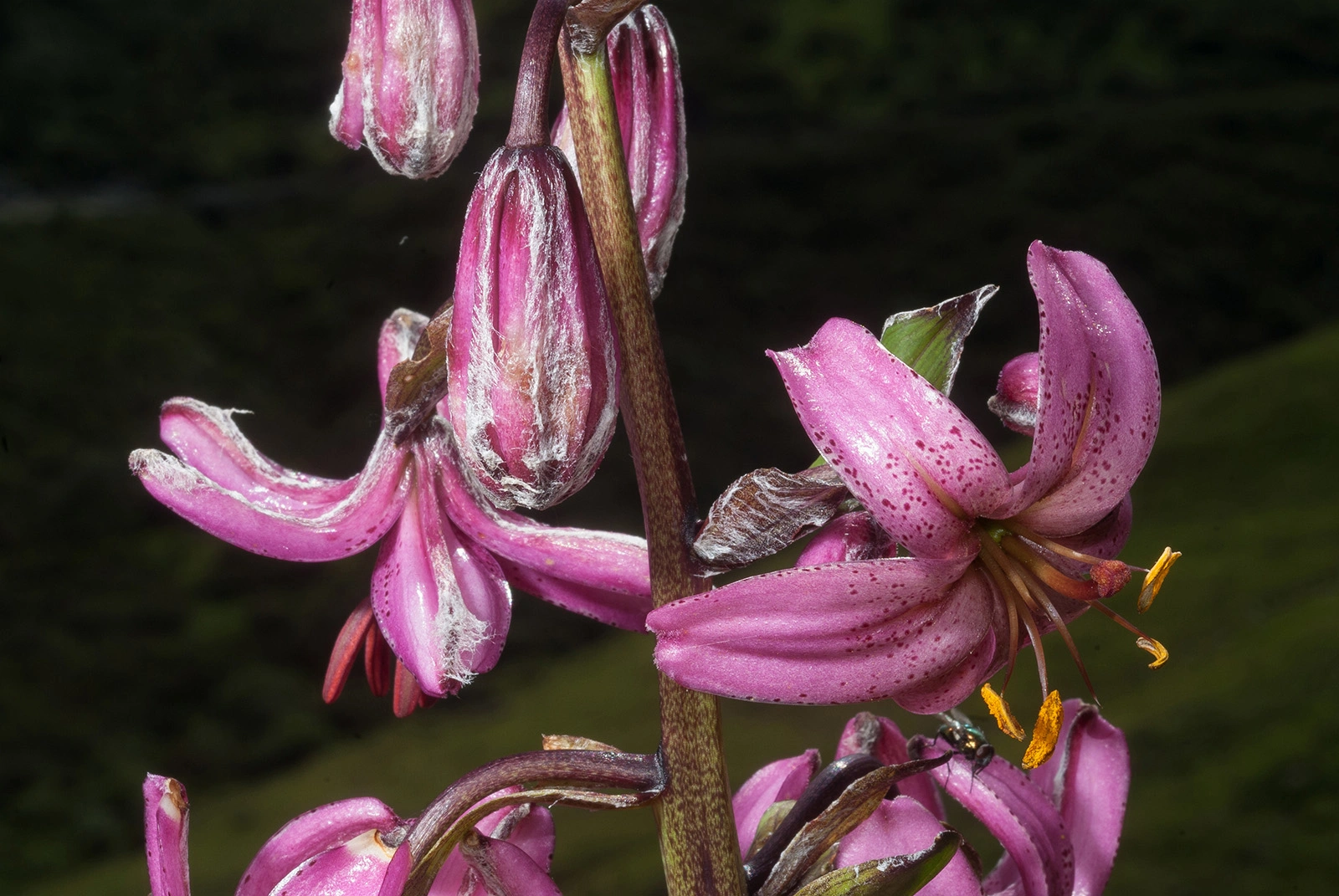 Photo Maurizio Broglio - Lilium martagon